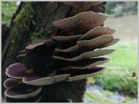 Dreifarbige Tramete1